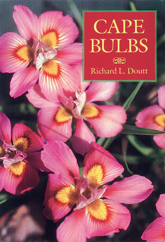 Cape Bulbs