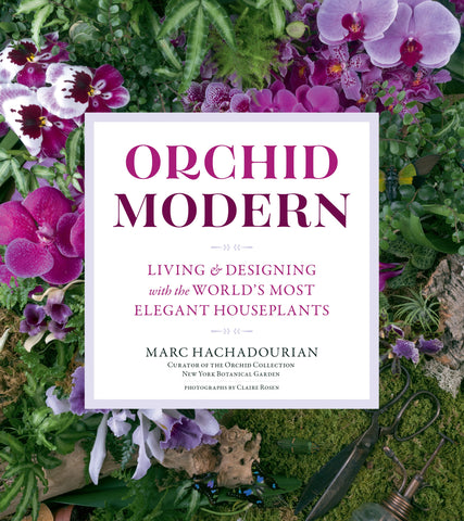 Orchid Modern