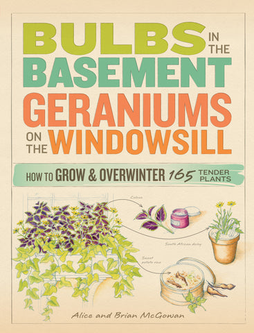 Bulbs in the Basement, Geraniums on the Windowsill